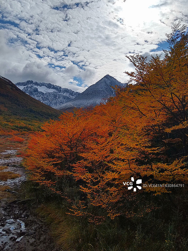 乌斯怀亚巴塔哥尼亚的Lenga树图片素材