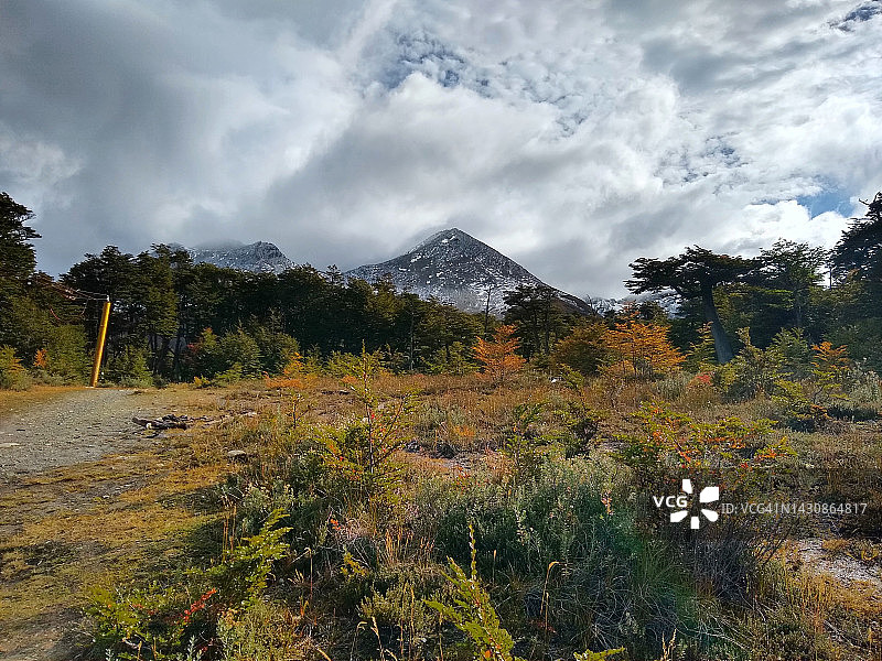 秋季阿根廷巴塔哥尼亚乌斯怀亚的冷杉树图片素材