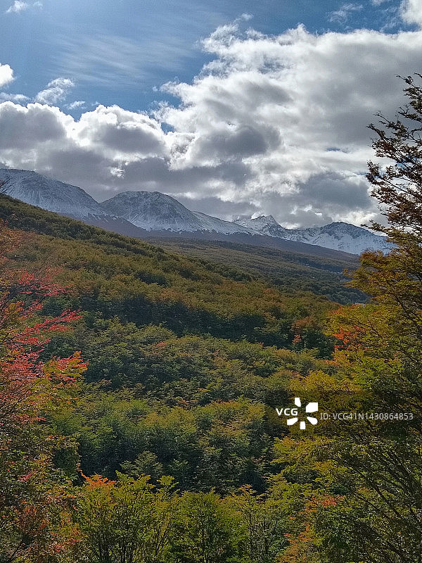 阿根廷巴塔哥尼亚乌斯怀亚的树木图片素材