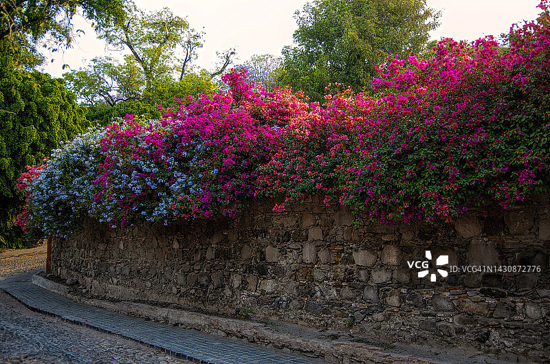 石墙上生长的三角梅和其他植物图片素材