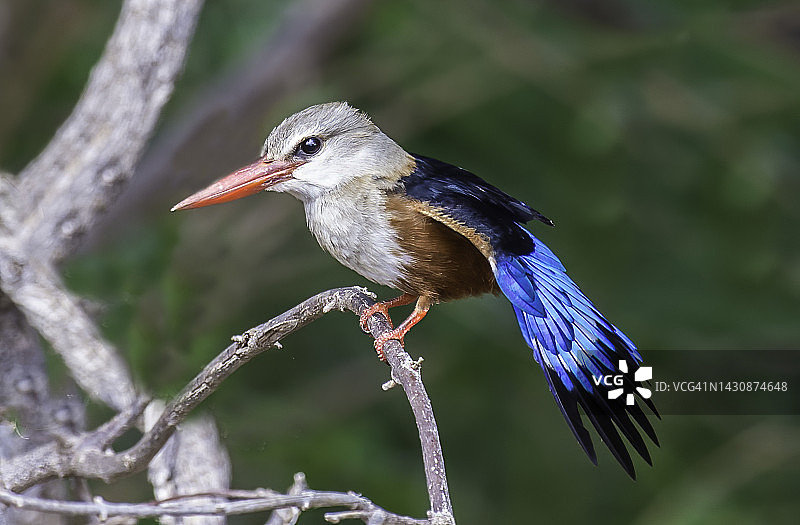 灰头翠鸟，肯尼亚梅鲁国家公园图片素材