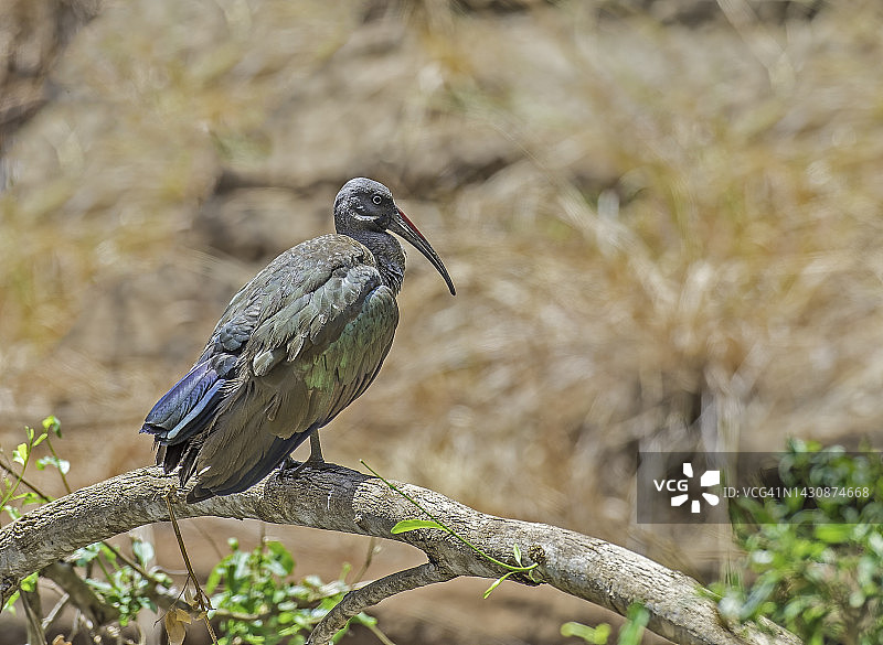 非洲的Hadada彩鹮，肯尼亚梅鲁国家公园图片素材