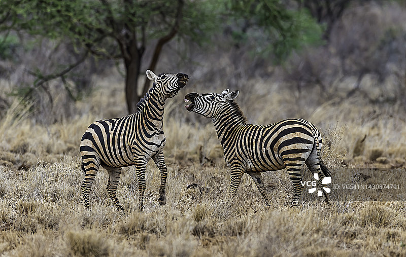 常见斑马：肯尼亚梅鲁国家公园的斑马图片素材