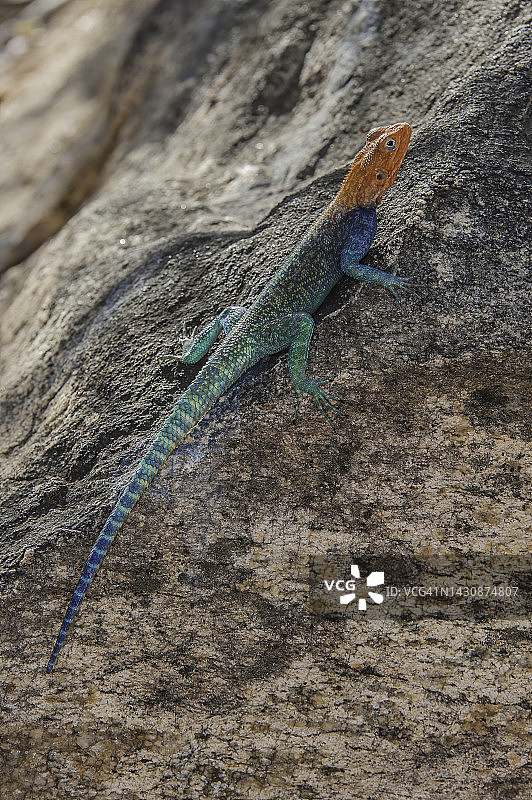 常见鬣蜥（Agama agama），肯尼亚梅鲁国家公园，雄性图片素材
