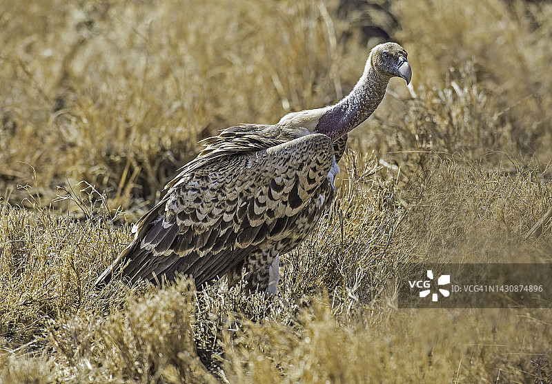 兀鹫，肯尼亚梅鲁国家公园图片素材