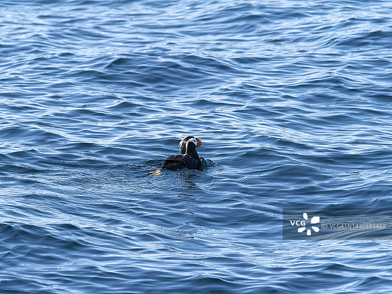 簇绒角嘴海雀图片素材