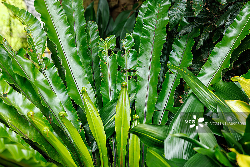 鸟巢蕨图片素材