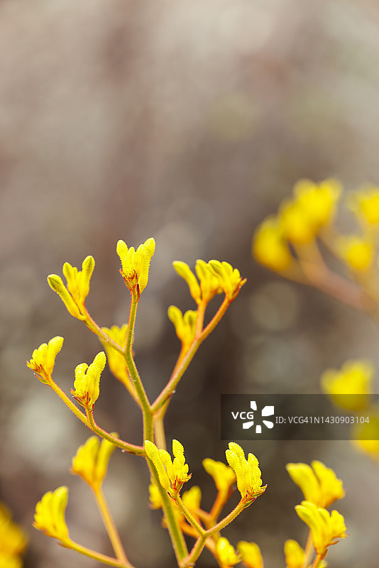 黄色袋鼠爪花图片素材