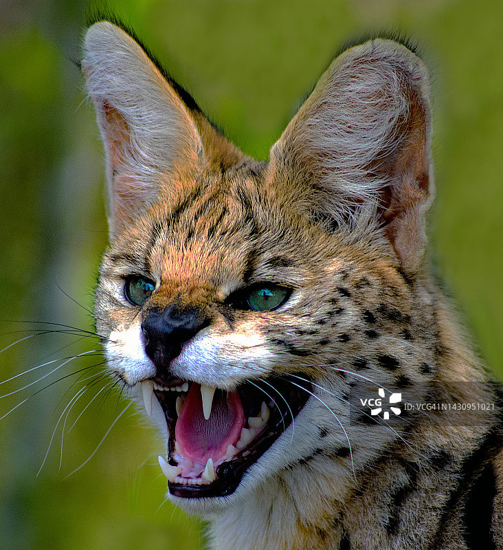 南非狞猫的咆哮特写图片素材