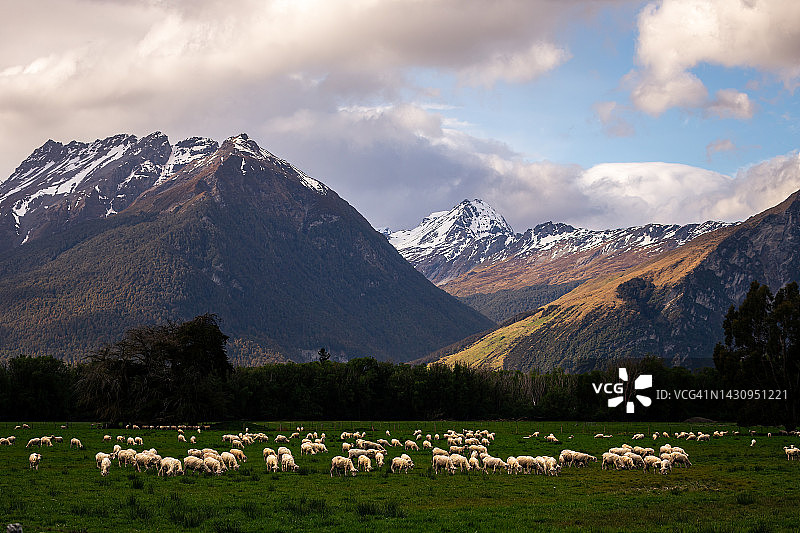 新西兰的羊群图片素材