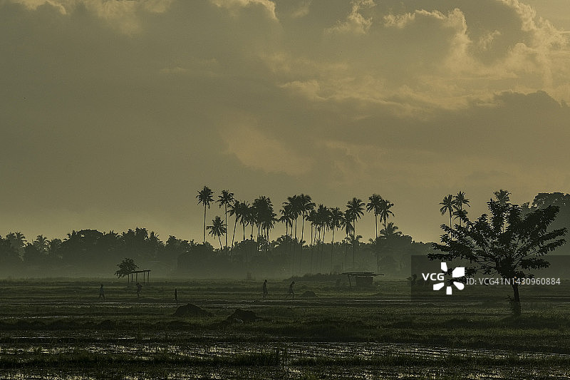 走过稻田的农民图片素材