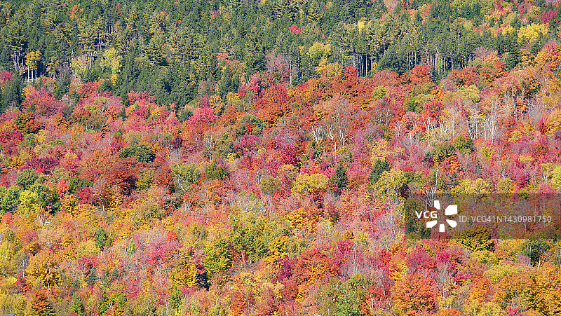 加拿大魁北克省翠湖山省立公园的秋季森林景色图片素材