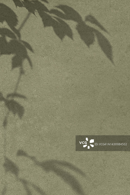 卡其色混凝土墙上树叶的阴影图片素材