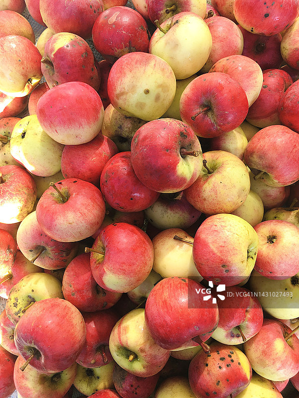 成熟的苹果，秋收，特写，俯视图图片素材