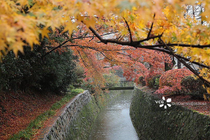 日本京都哲学之道的秋雨图片素材