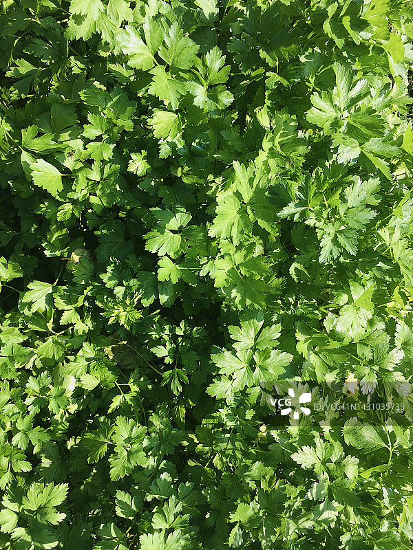 阳光明媚的秋日里新鲜生长的欧芹图片素材