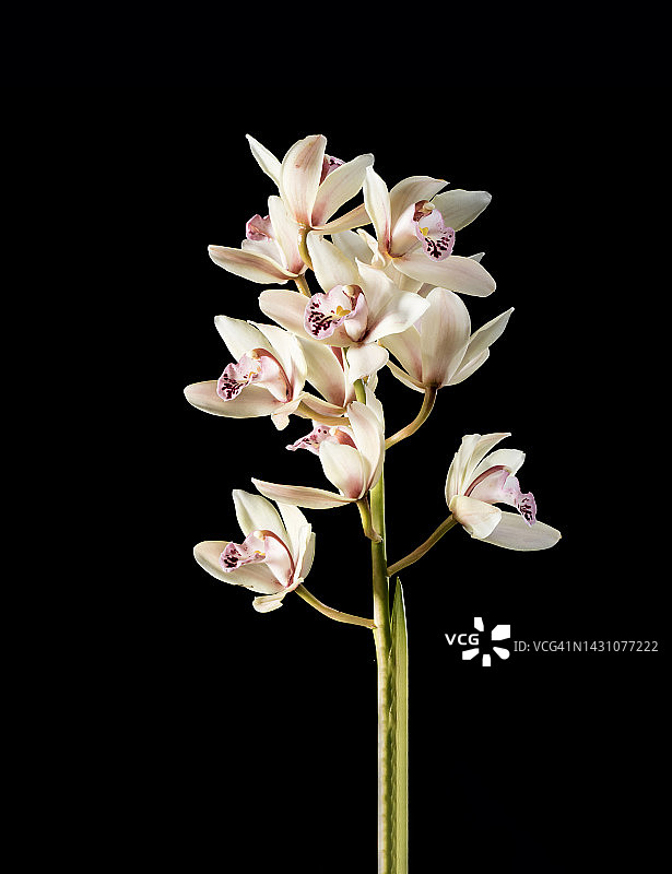 黑色背景上的兰花枝图片素材