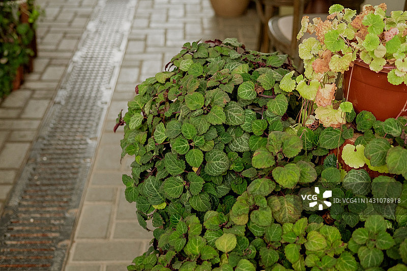 户外露台盆栽绿植图片素材