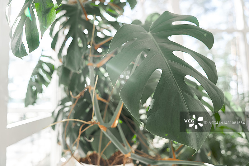 阳光下冬季花园里盆栽龟背竹。在美丽的自然阳光下拍摄的热带植物的特写镜头。植物背景。图片素材