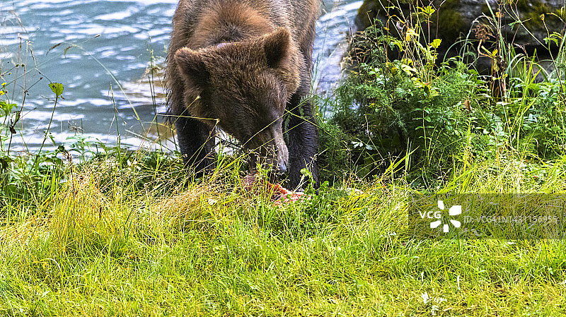灰熊母熊在河岸边吃鲑鱼图片素材