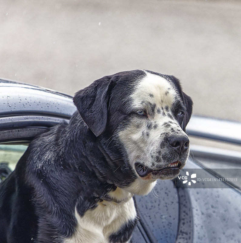 雨天小狗002图片素材