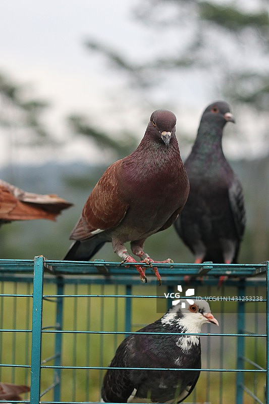 竞技鸽准备中图片素材