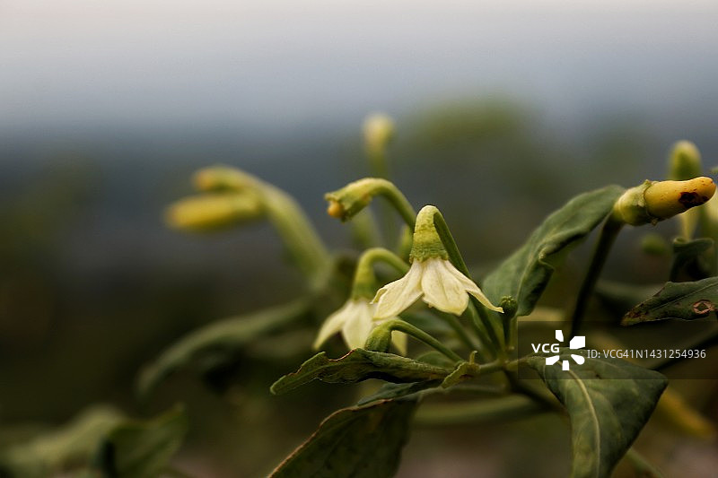 开花植物图片素材