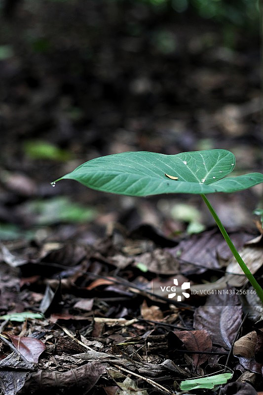 芋头叶图片素材