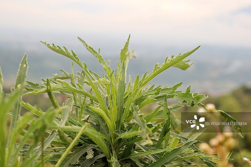 小蓬草（加拿大飞蓬）图片素材