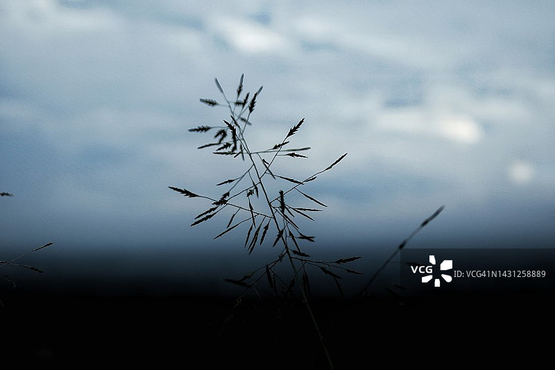 垂爱草植物图片素材