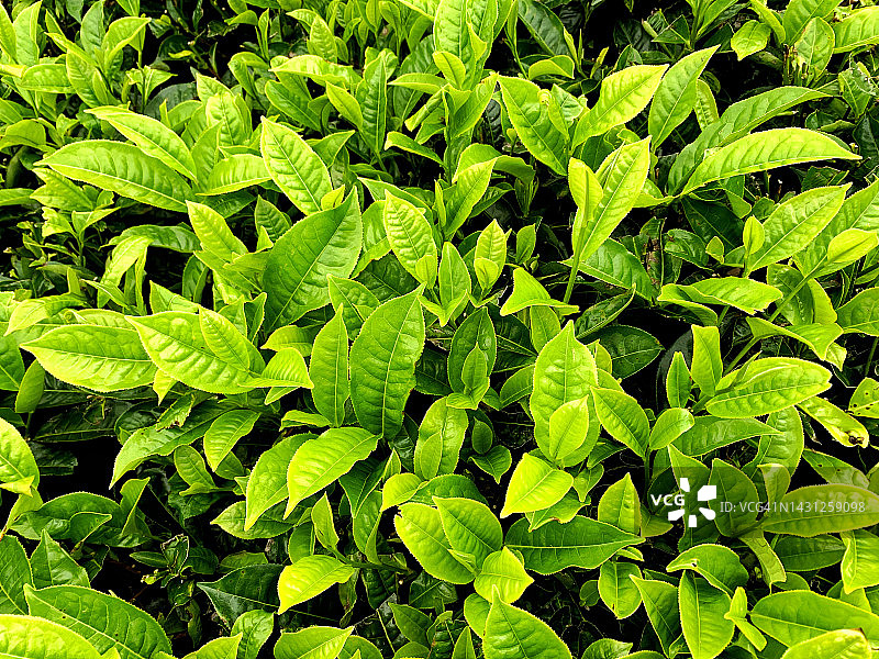 印尼中爪哇沃诺索博茶园图片素材