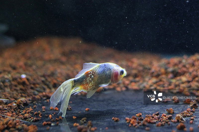 水族箱里的鱼图片素材