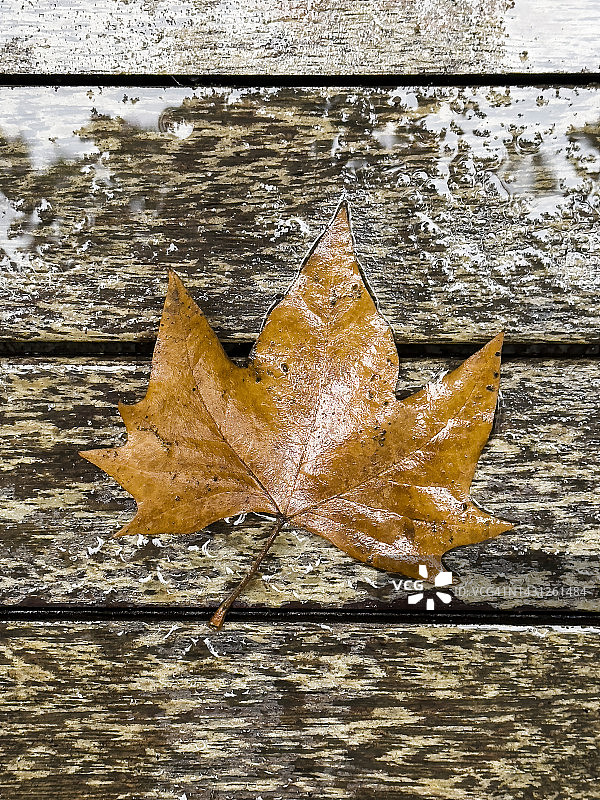 雨后木地板上的落叶图片素材