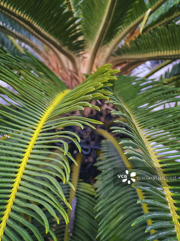 西米棕榈图片素材