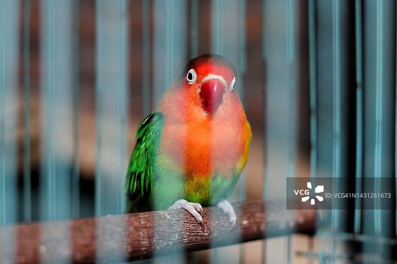 笼中的鹦鹉图片素材