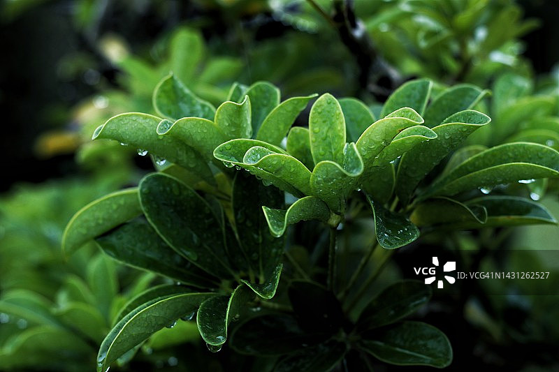 矮伞树上的水滴图片素材