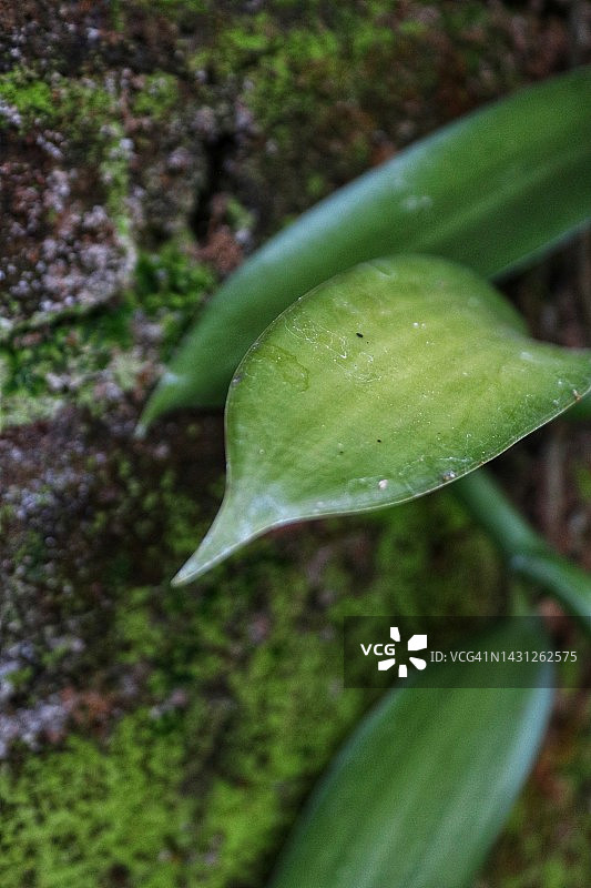 香草植物图片素材