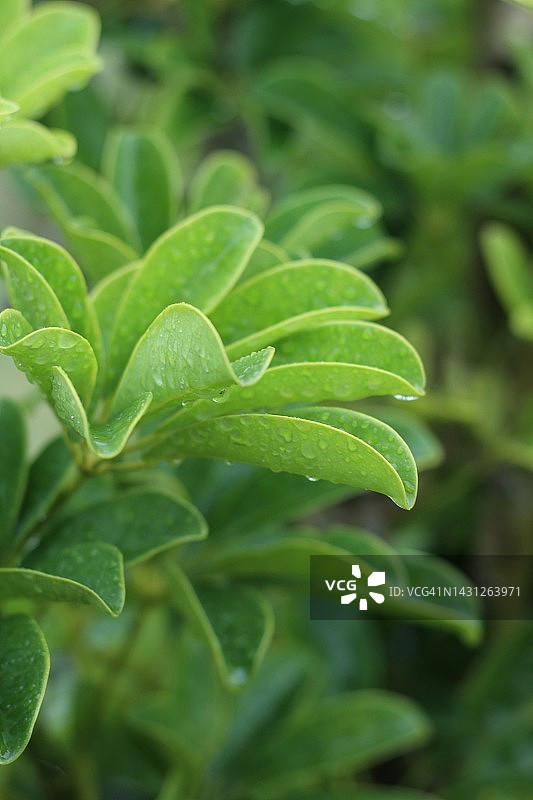 矮伞树上的水滴图片素材
