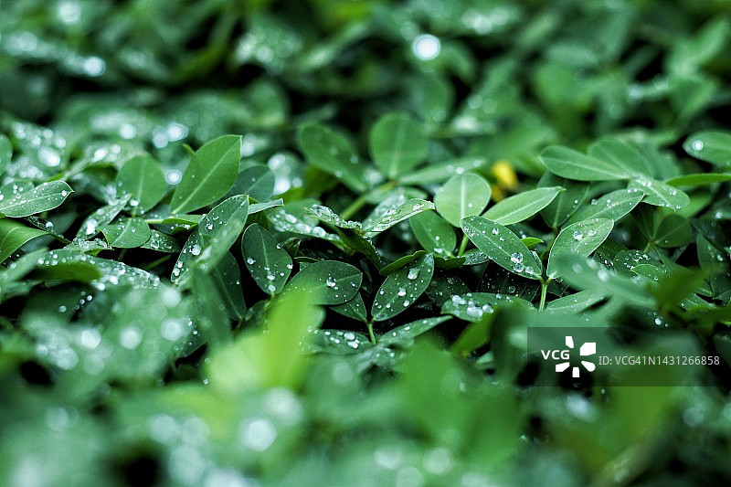 花生叶上的水滴图片素材