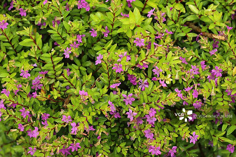Cuphea Hyssopifolia植物图片素材