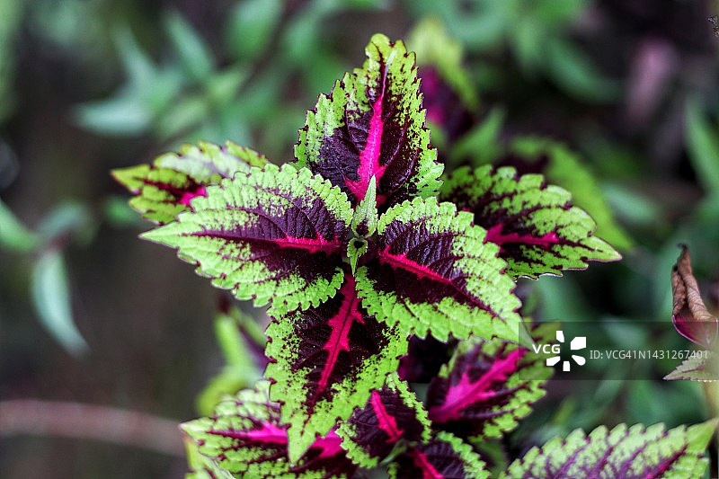 彩叶草叶图片素材