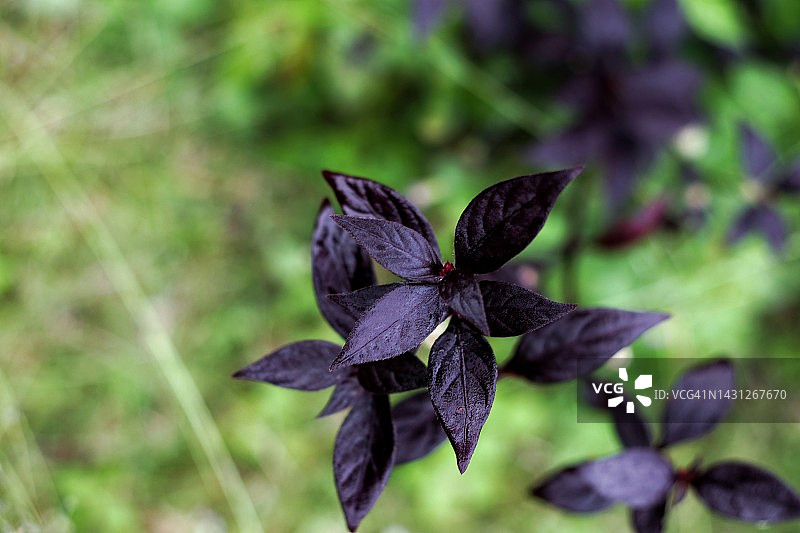 深色叶子（Aerva Sanguinolenta）图片素材