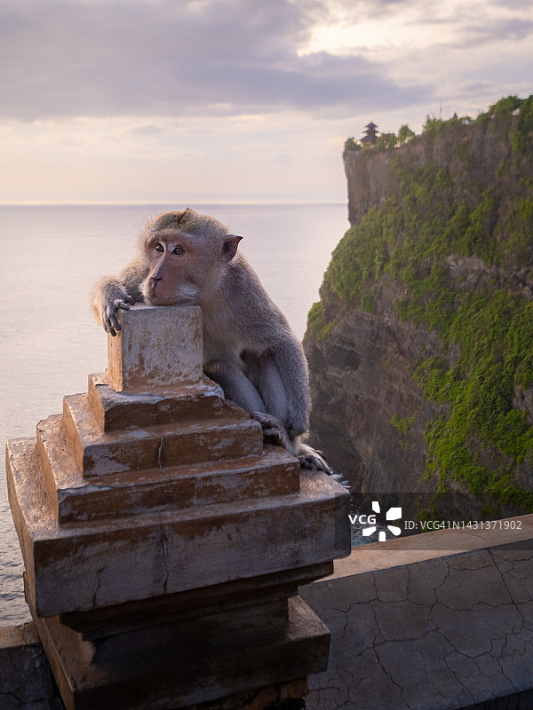 乌鲁瓦图寺的猴子图片素材