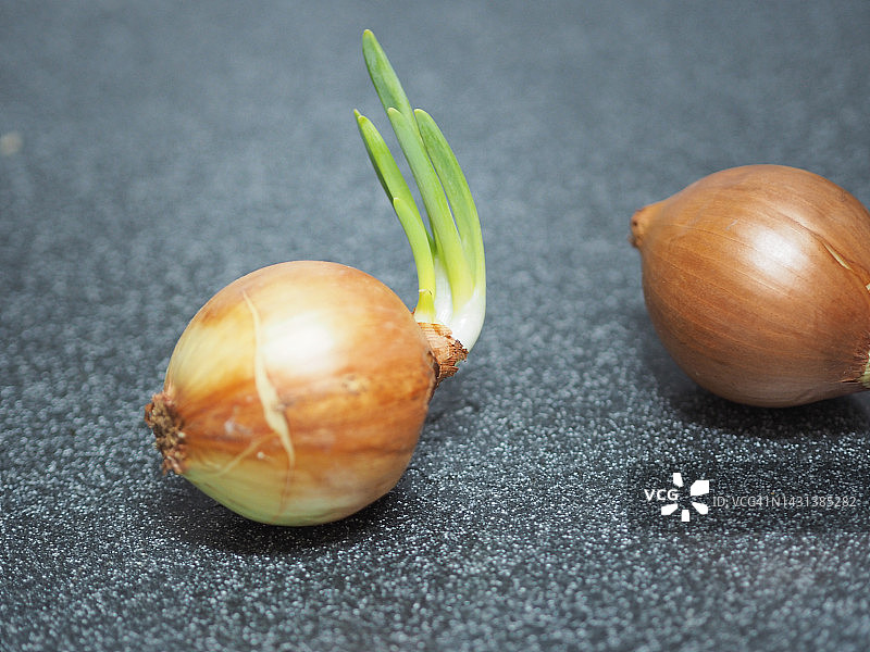 发芽的洋葱图片素材