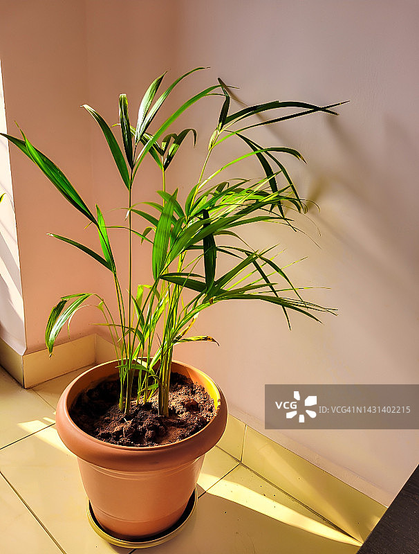 带有室内植物的明亮客厅，盆栽花卉的绿叶，在白色墙壁前，在家里或办公室里图片素材