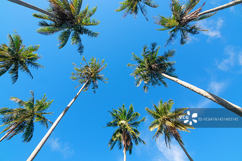复古椰子树天空背景图片素材