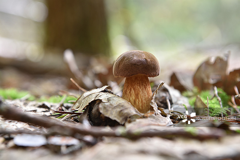 牛肝菌属图片素材