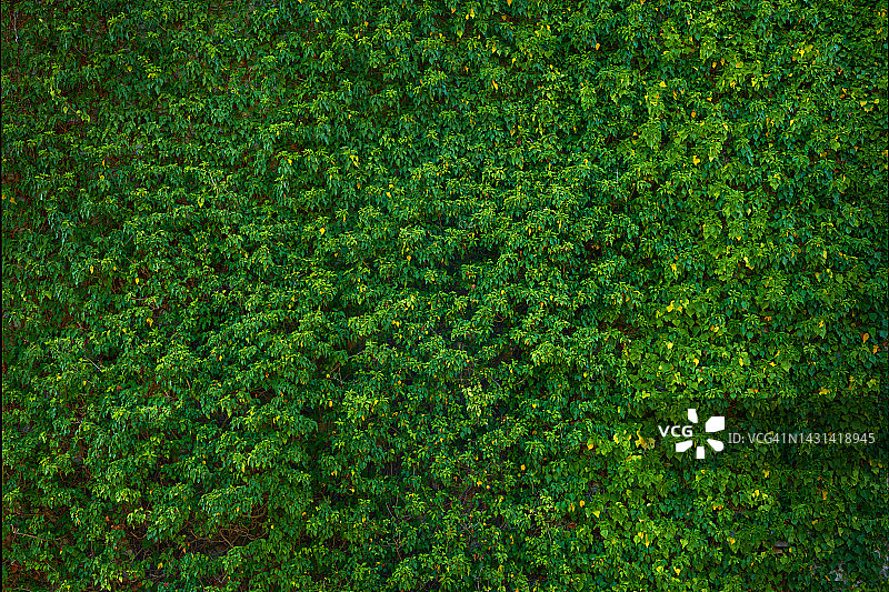 爬满常春藤的墙壁，高清纹理图片素材