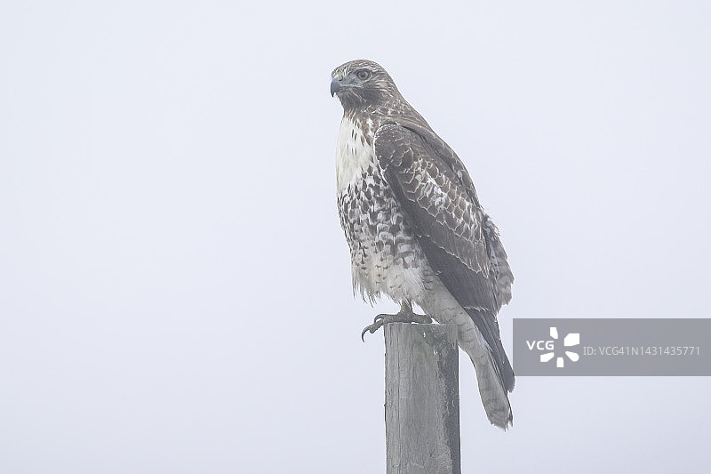 红尾鵟图片素材