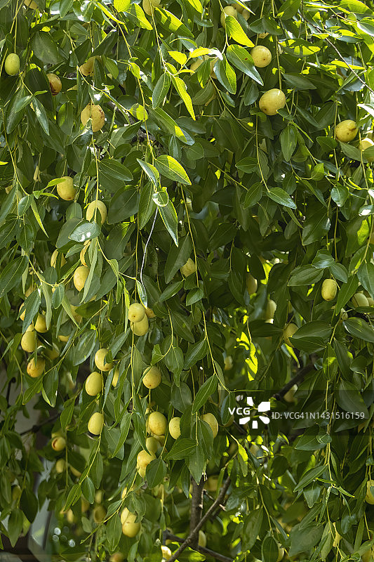 秋季丰收的枣图片素材